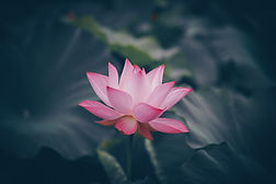 Image by Rui Xu