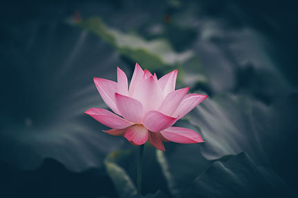 Image by Rui Xu