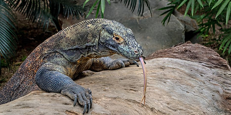 Image by David Clode