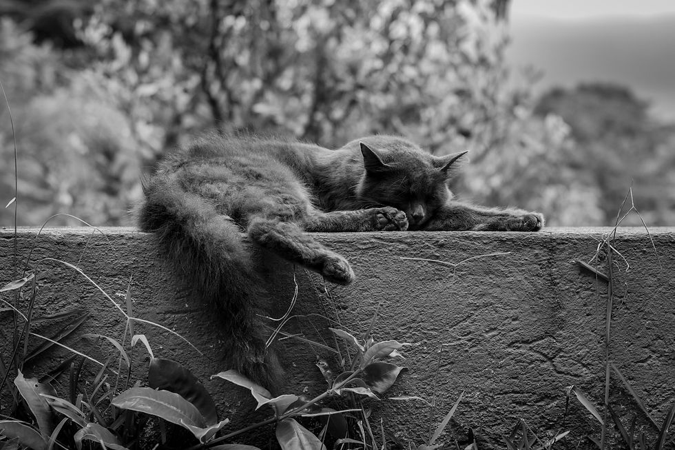 Black and white photo of a cat sleeping on a ledge with a tree in the background.