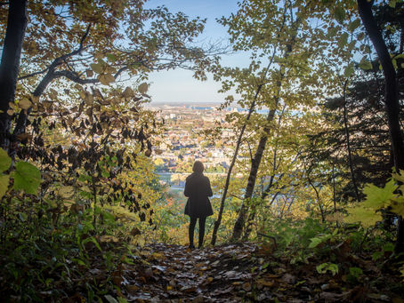 Cities turn to urban forests to combat climate change