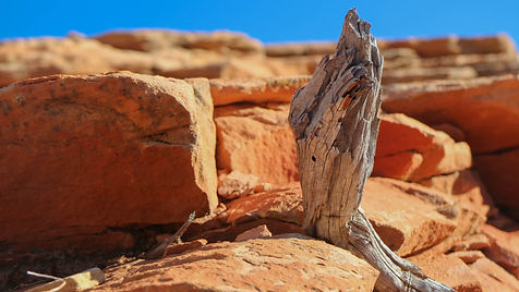 Sandstone and driftwood - Image by Joshua Sukoff