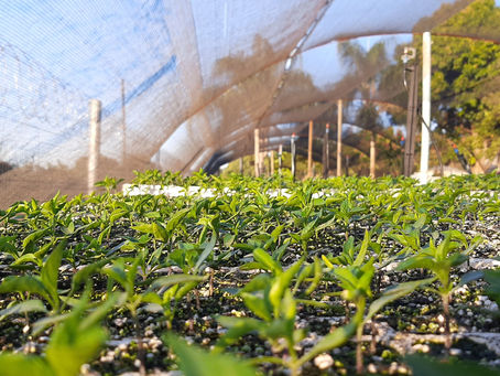shoots of new green plants emerge from soil