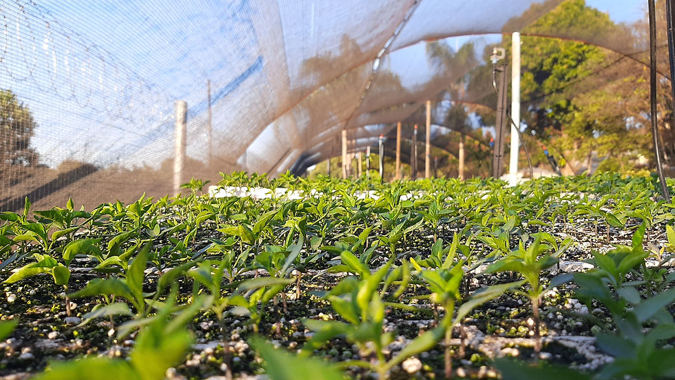 shoots of new green plants emerge from soil