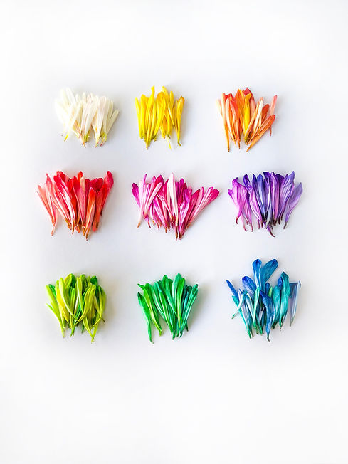 Image by Jessica Lee
