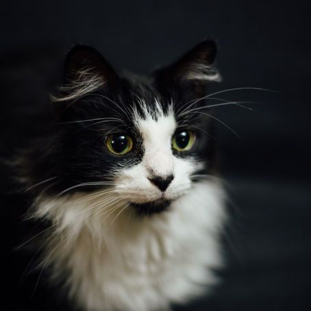 Epilepsy in Felines