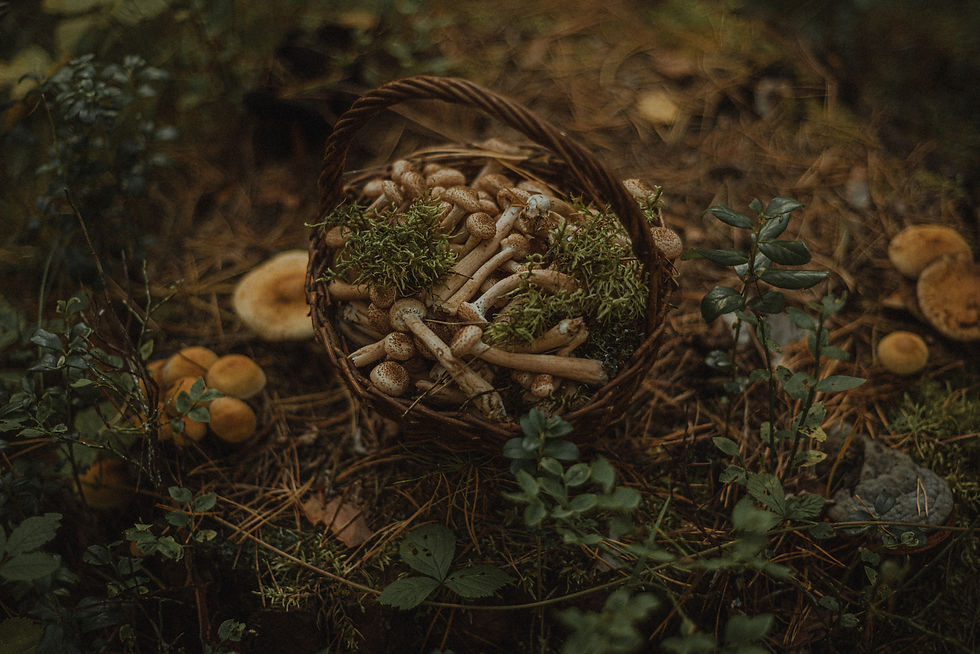 Fraser Valley Foraging Tour