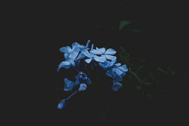 Image by Claire Brear