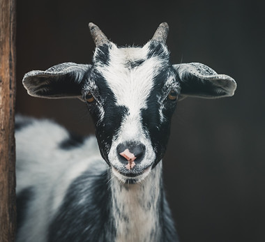 Image by Peter Lloyd