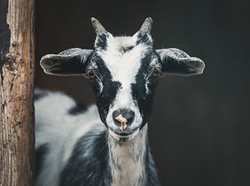 Image by Peter Lloyd