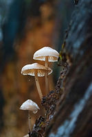 Image by Jaap Straydog