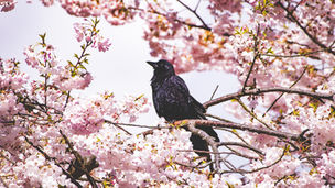 Afternoon Tea Chat with Echo News TV LLC Spring Forward, Keansburg! Parade Pride, Community Voices, and Healthy Horizons Bloom in the Bayshore Area.