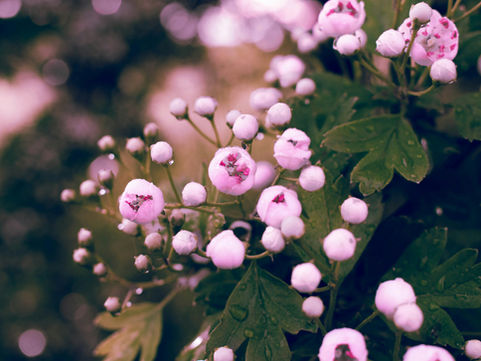 Printemps 2026 — Pourquoi c'est le moment d'oser fleurir !