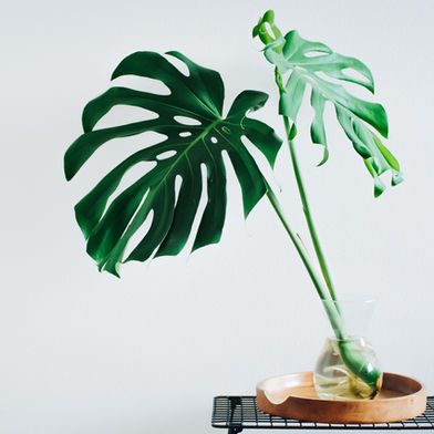 Monstera