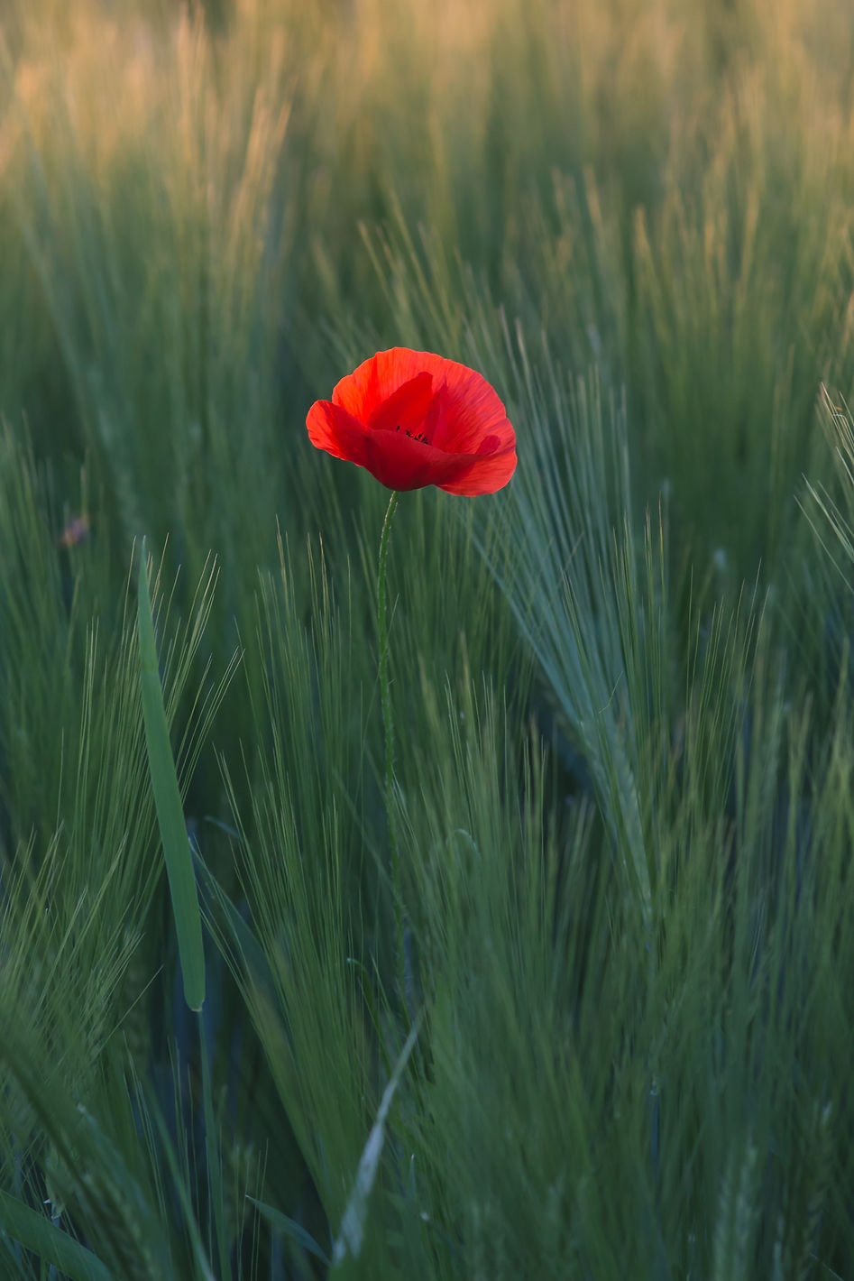 Image by Quaritsch Photography