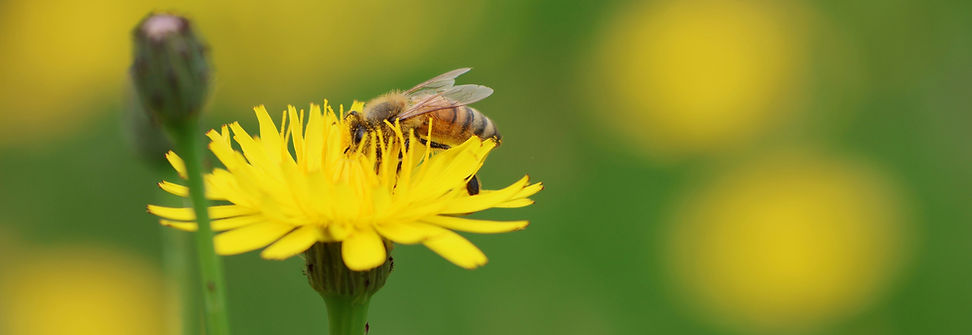 Image by Wim Hovens