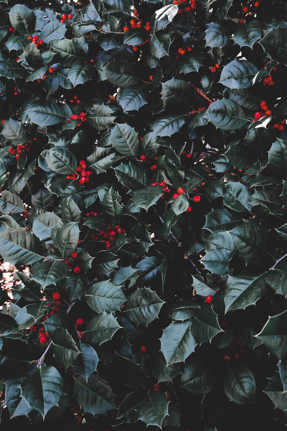 Image by Airam Dato-on