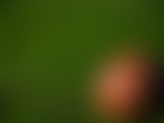 KRIEKET: KSA dryf voort met planne vir professionele vroueliga