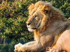 Un-Broken: The Legacy of the Lion: How St. Mark Inspires Our Mission Today
