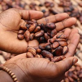 cacao beans