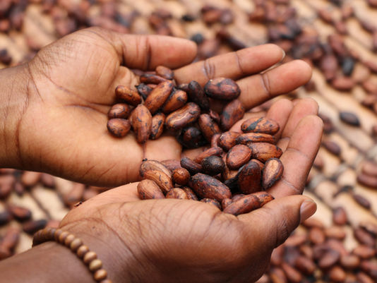 Traders Face $1.4 Billion Loss on Faltering Ghana Cocoa Supply