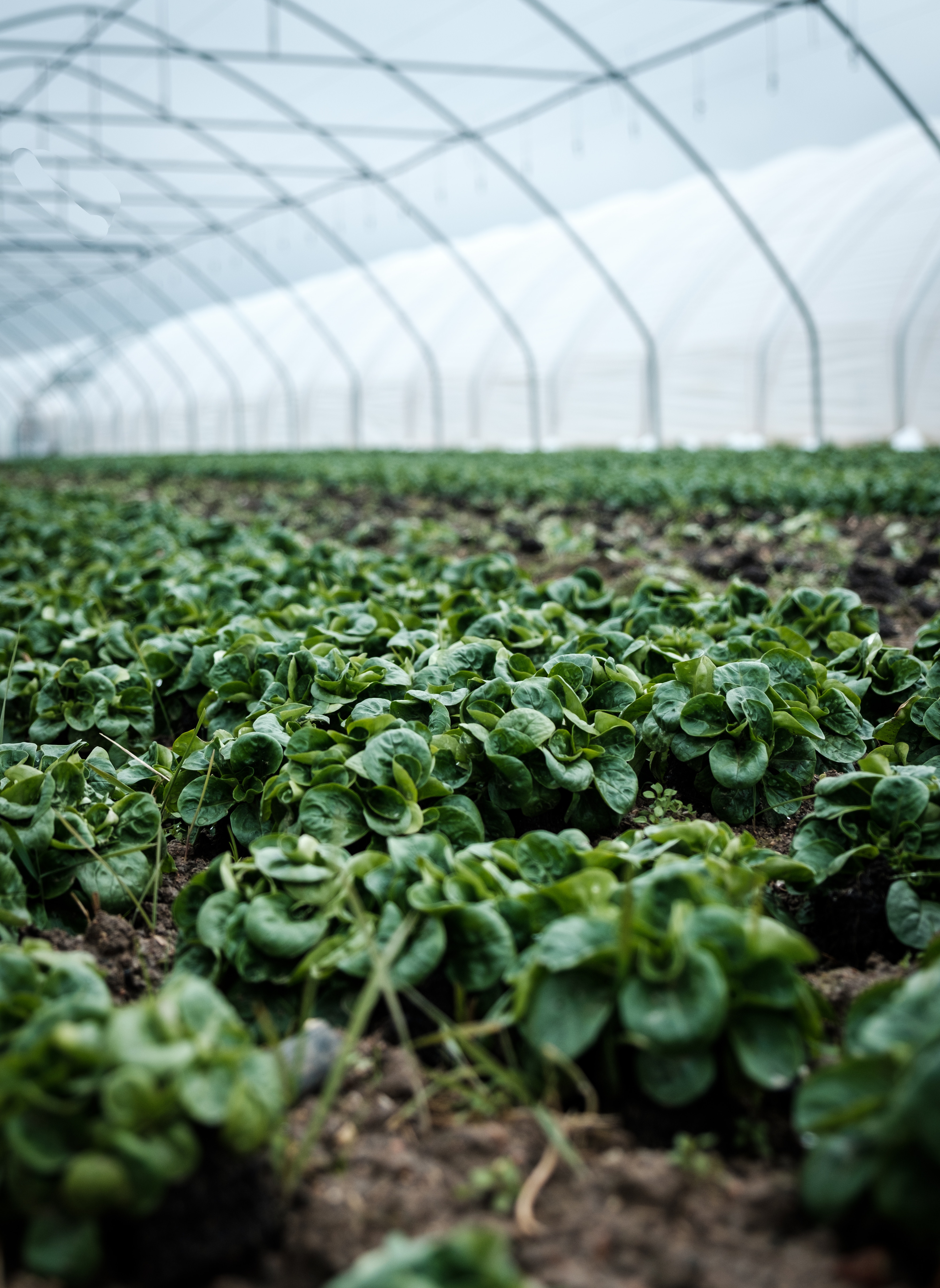Agriculture / Plantation