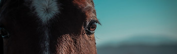 Chevaux