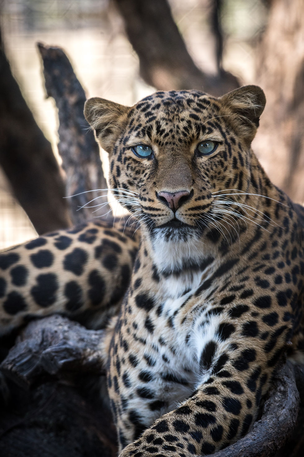 Leopard staring at the camera in Akagera National Park, Rwanda’s premier wildlife destination