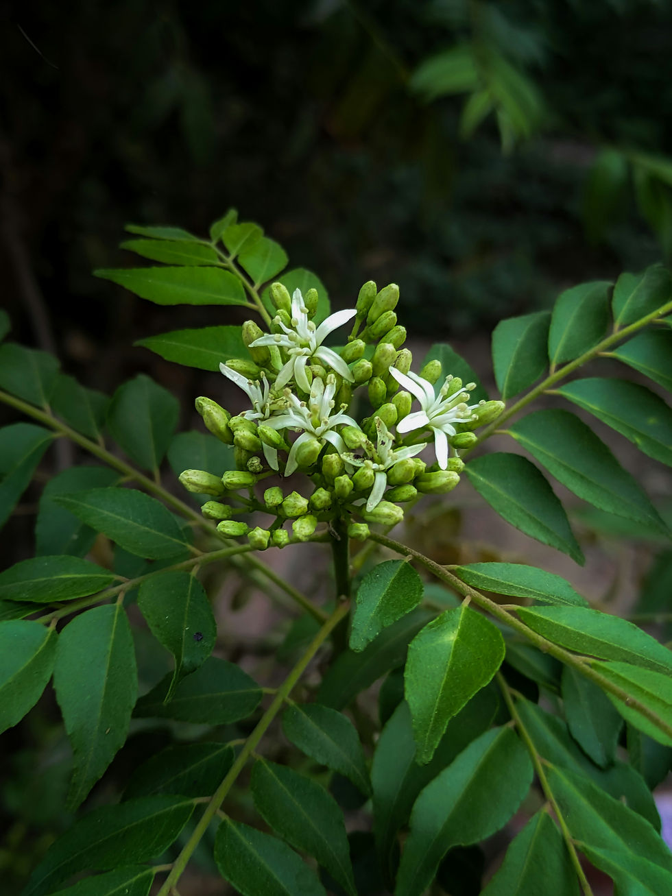 Curry Leaves