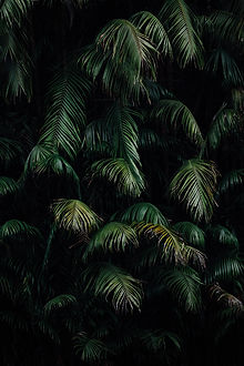 Image by CHUTTERSNAP