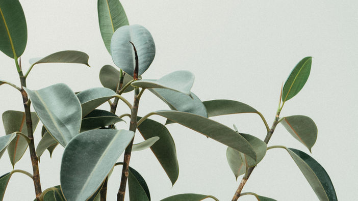 Can you be a plant person even if you're super busy or sort of lazy?