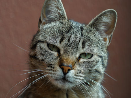 Penyebab dan Cara Mencegah Kucing Spraying pada Usia Kawin