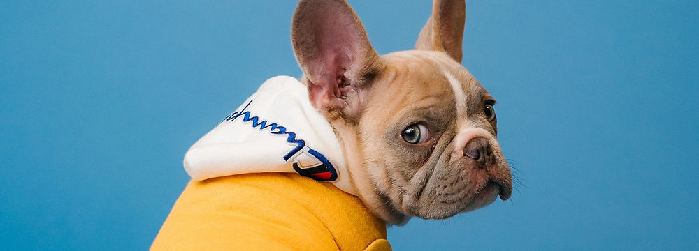 dogs in a training class