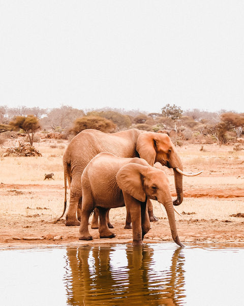 Elephants Near Watering Hole