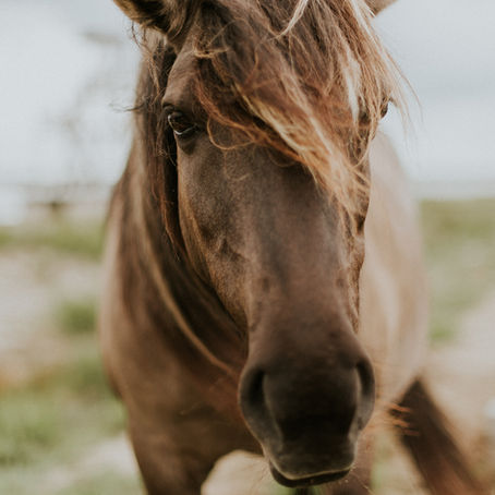 Molnupiravir & Ivermectin's Equine Connections