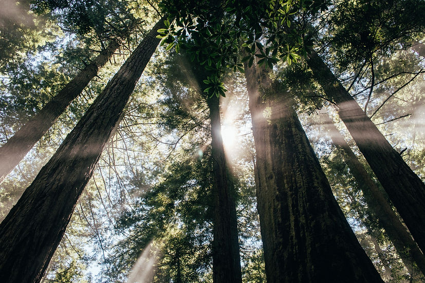 Image by Spencer Backman