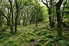 Moss-covered forest floor with curved trees