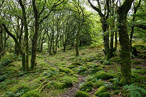 woodland b&b snowdonia wellness mindfulness retreat mental health accommodation wales