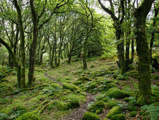 Glade Ecology Ecology Survey High Weald