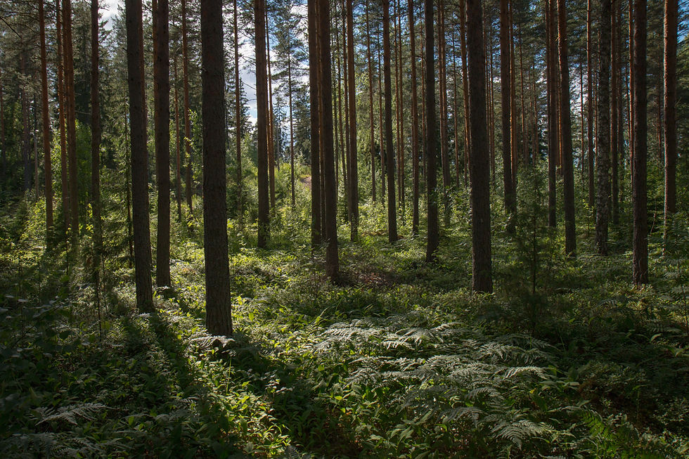 healthy forest