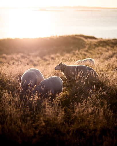 Image by Lachlan Gowen