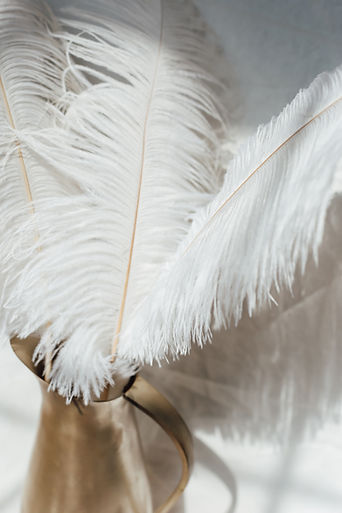 sensual soft white feathers