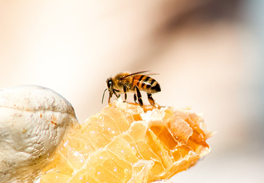 Image by Meggyn Pomerleau