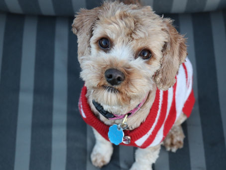 Dog Names Nobody Else At The Park Has: 300 Rare & Unique Puppy Names