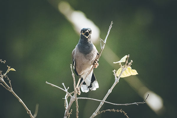 Image by Vivek Doshi