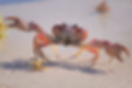 Crab on beach. Crab Mentality: How Your Environment May Be Holding You Back, And What To Do About It.