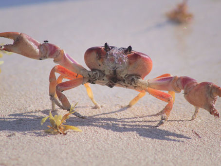Crab on beach. Crab Mentality: How Your Environment May Be Holding You Back, And What To Do About It.