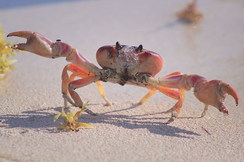 Image by Chandler Cruttenden
