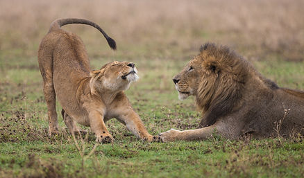 Lerato Adventures – Romance everywhere on a honeymoon Safari, Image by jean wimmerlin