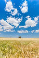 Blue Skies Over Rod Trowbridge memorial Cook airfield fly In event Wichita Kansas